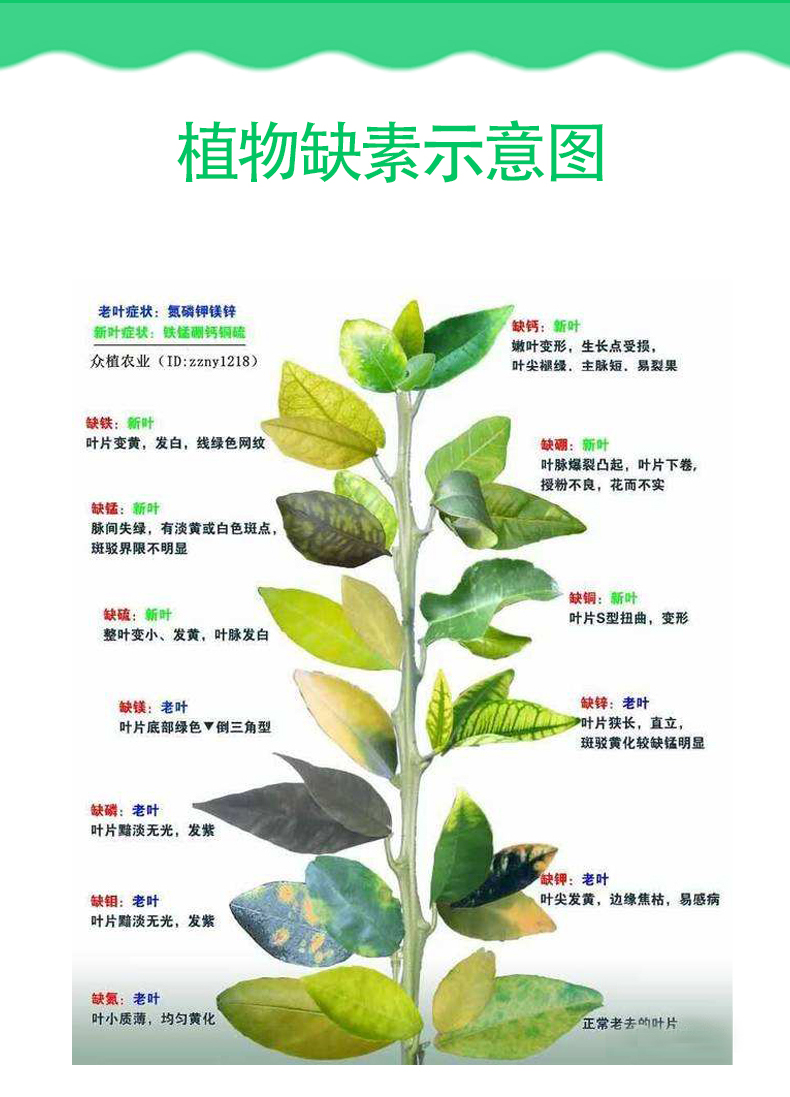 硼动力优硼液态肥意大利进口微量元素水溶根施叶面通用蔬菜果树